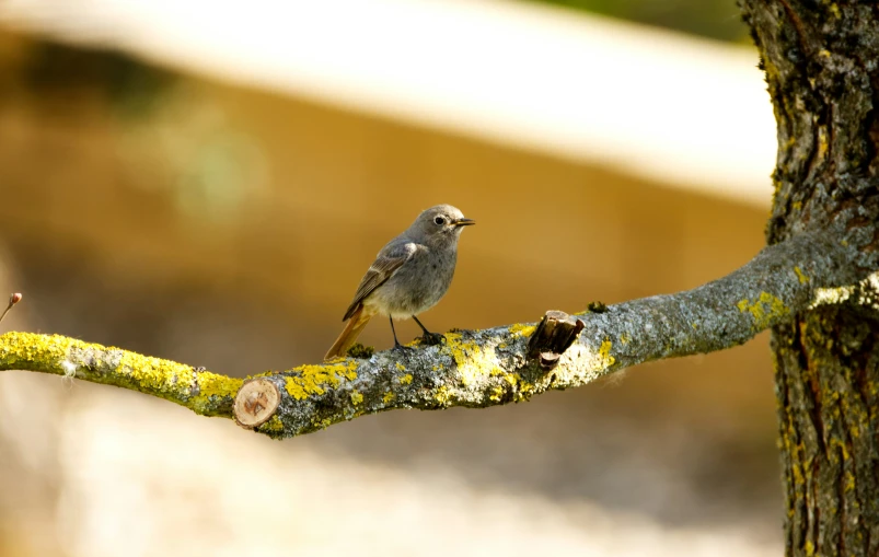 a bird sits on a mossy nch, which is against the wall