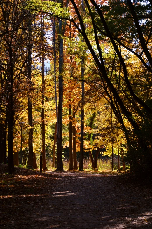 trees stand in the middle of a dirt road