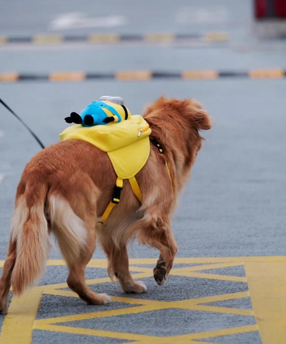 dog in yellow jacket and yellow bandana