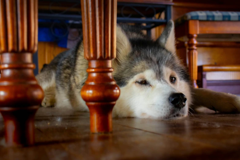 a dog is standing at the table with its head under the chair