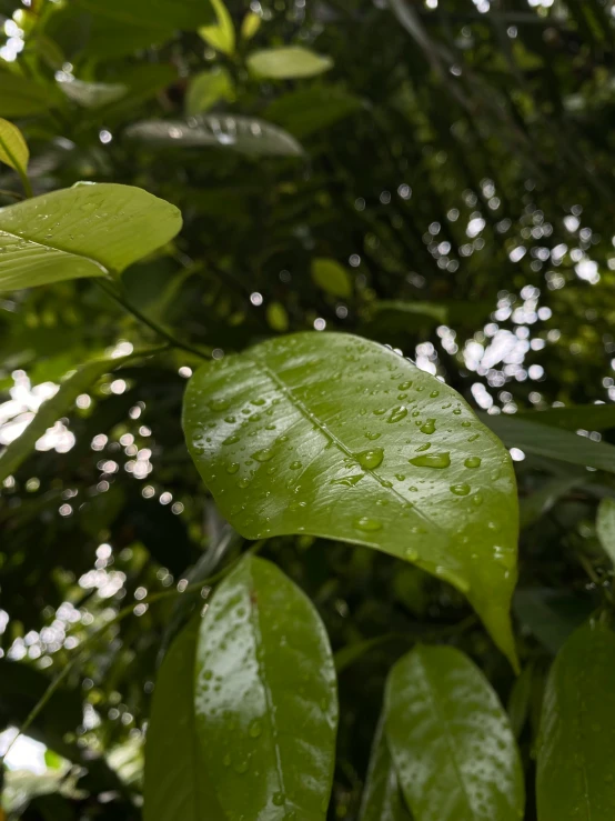 leaves are hanging on the nches of a tree