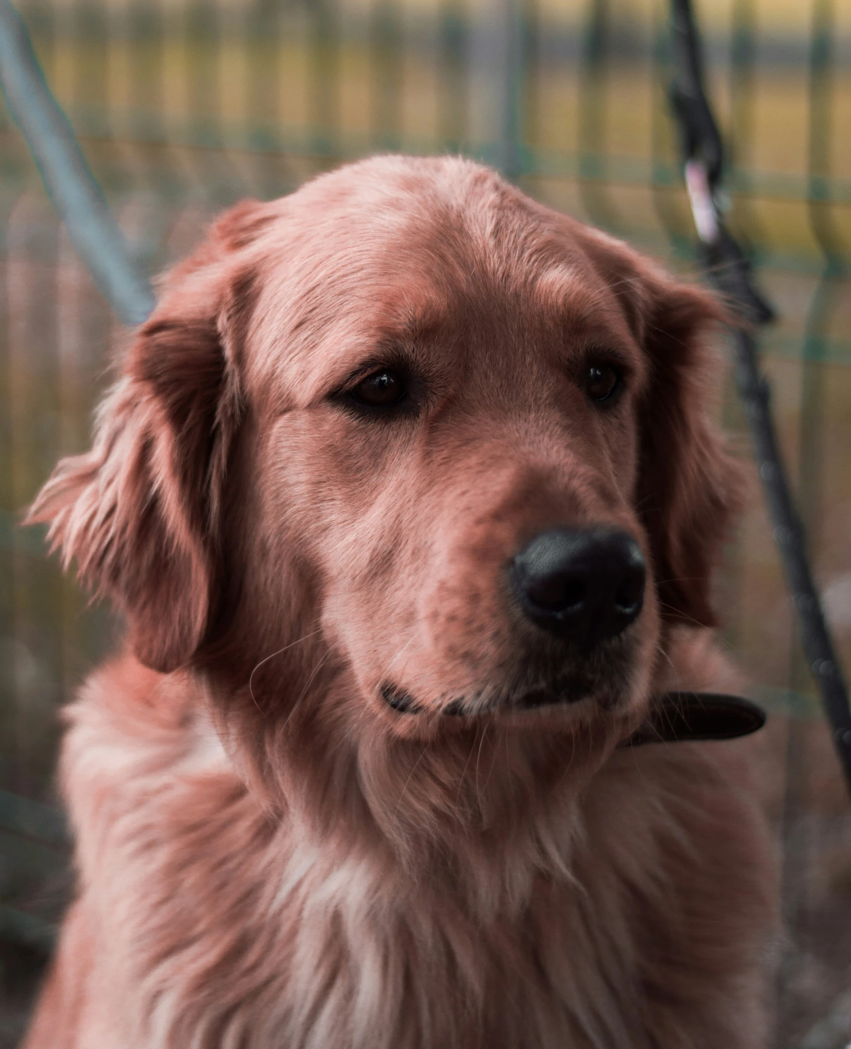 a close up of a dog behind a fence