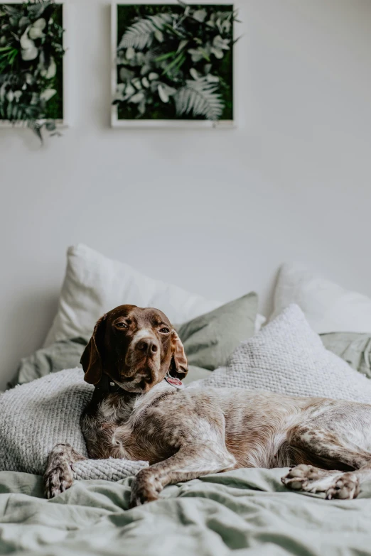 a dog laying on top of a bed next to pillows