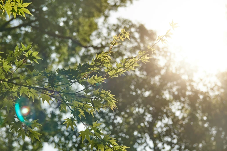 the nches of a tree with sunlight filtering through them