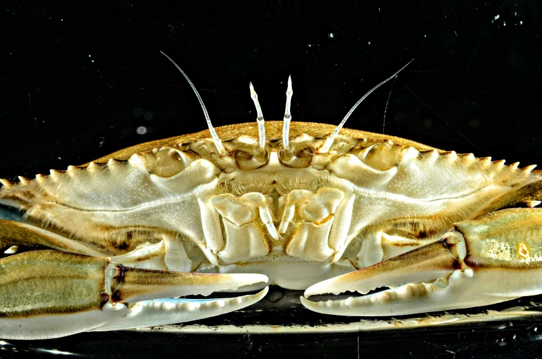 a close up s of a crab on a surface