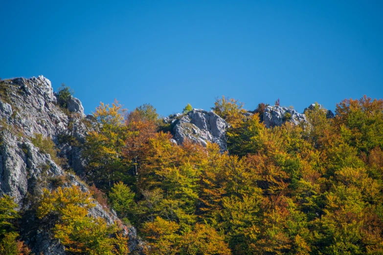 a mountain with lots of trees in the foreground