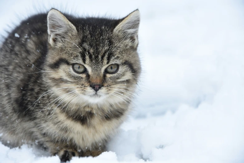 a cat is sitting in the snow staring