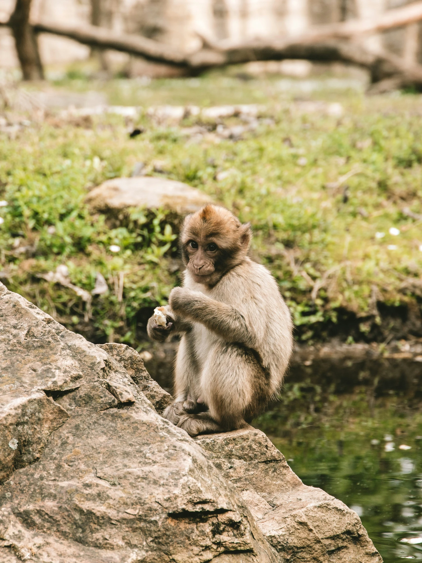 a small monkey standing on a rock in a zoo