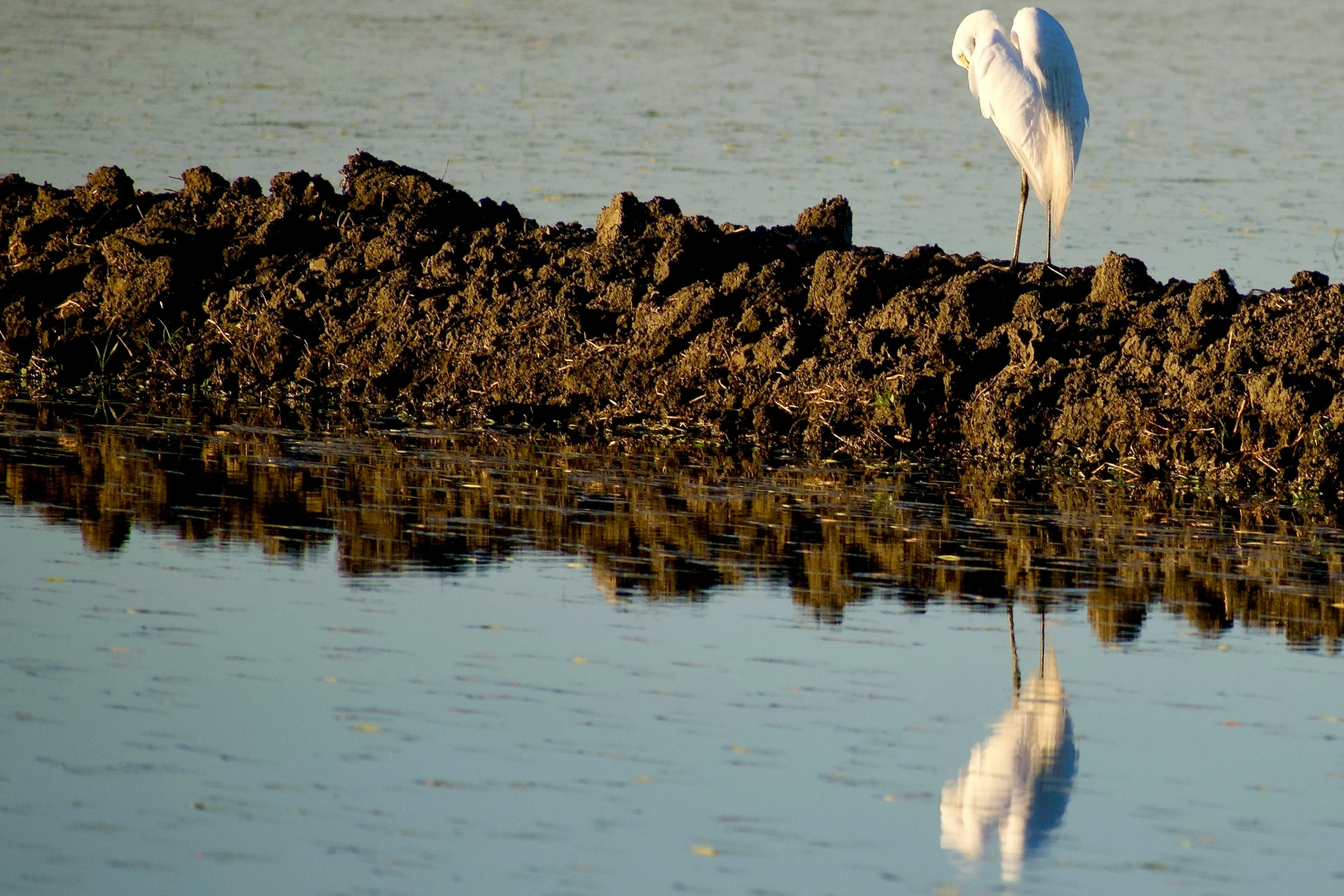 white heron standing on a rock with a reflection in the water
