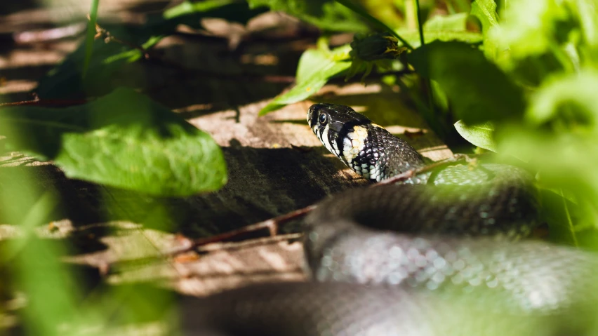 a snake is standing in some plants and leaves