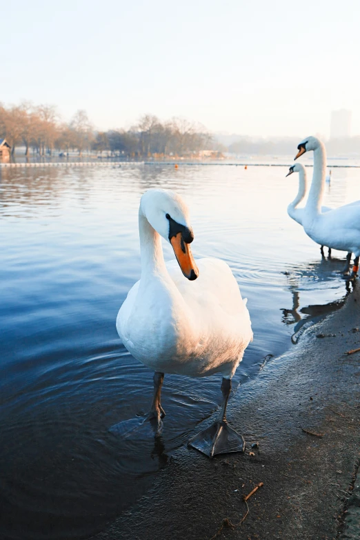 two white swans standing in the water at a lake