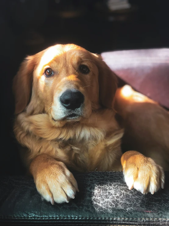 the brown dog is sitting on a brown chair