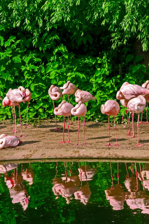 a group of flamingos are gathered near water