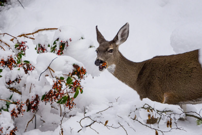 a deer eating berries out of its mouth while standing in snow