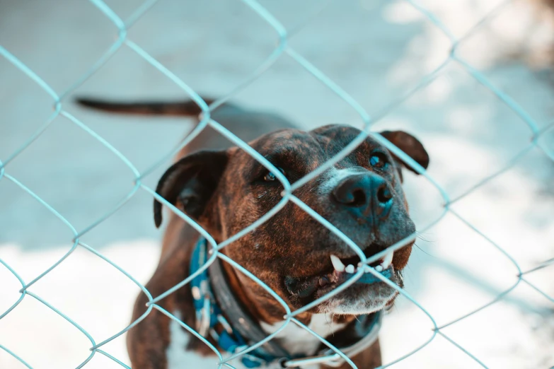 a dog staring out through a metal wire fence