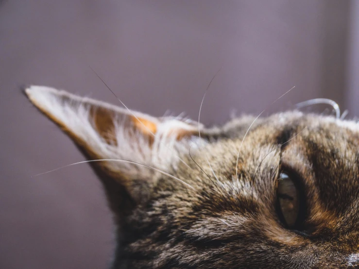 a close up image of a cat's head