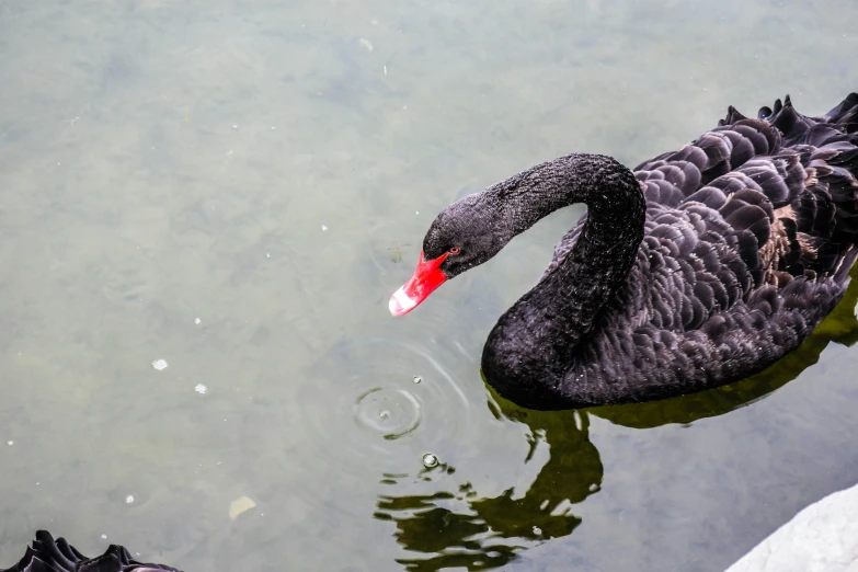 a black swan sitting in some water with a red beak