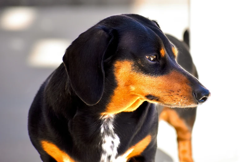 the brown dog is standing beside of another dog