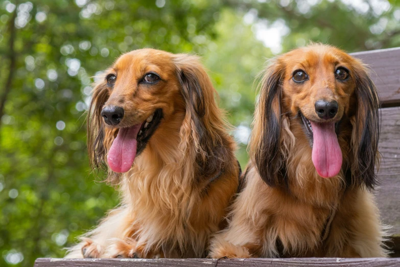 a couple of long haired dogs laying on a bench