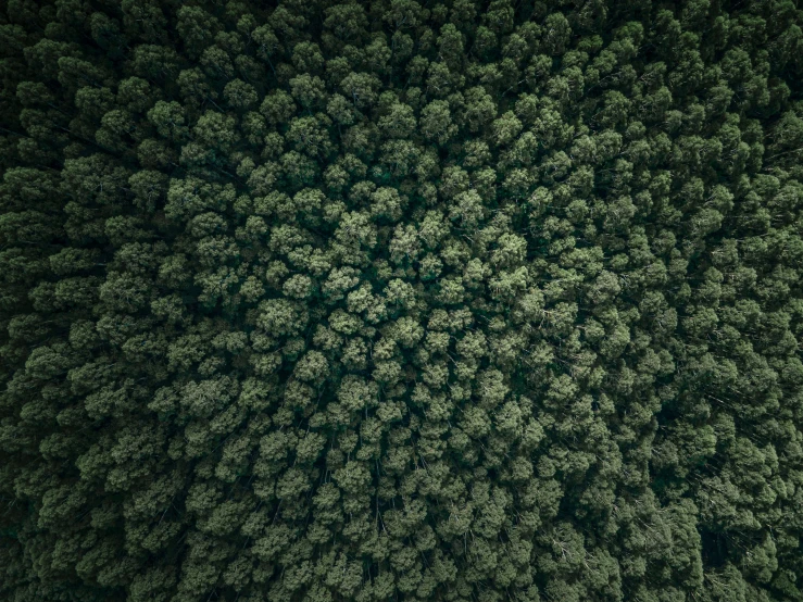an aerial po of trees taken from the air