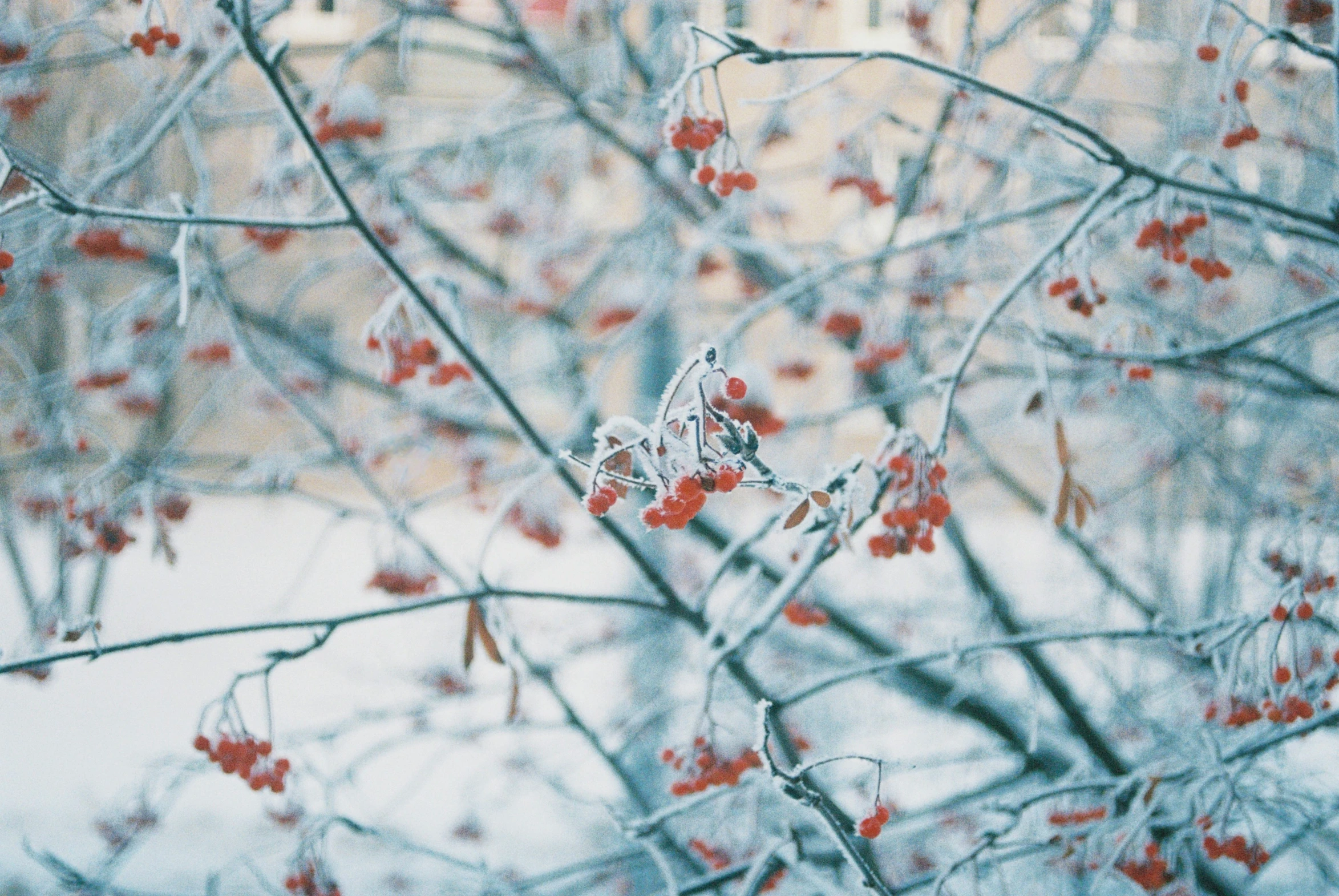 the nches with flowers of a snow - covered tree are next to a building