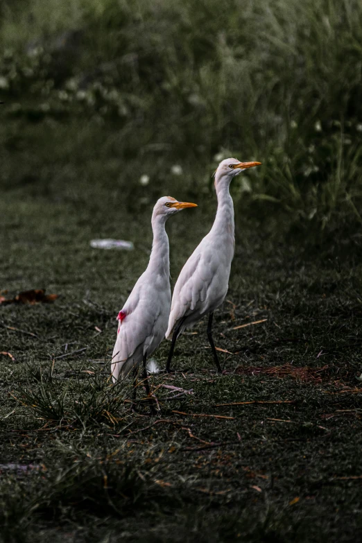 two white birds are standing in the grass