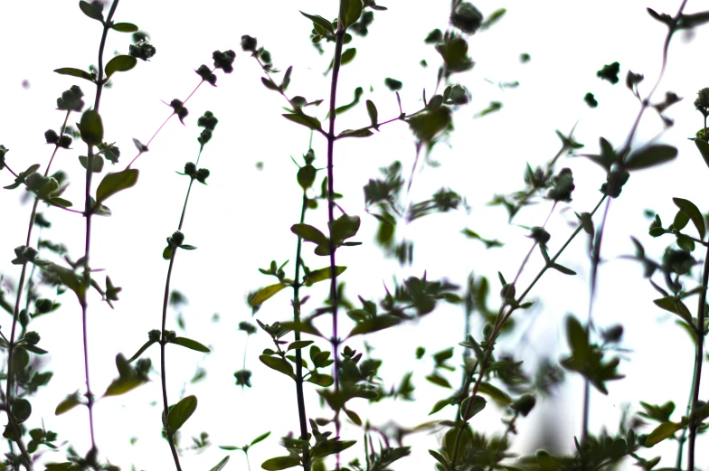 various green plants against a white sky