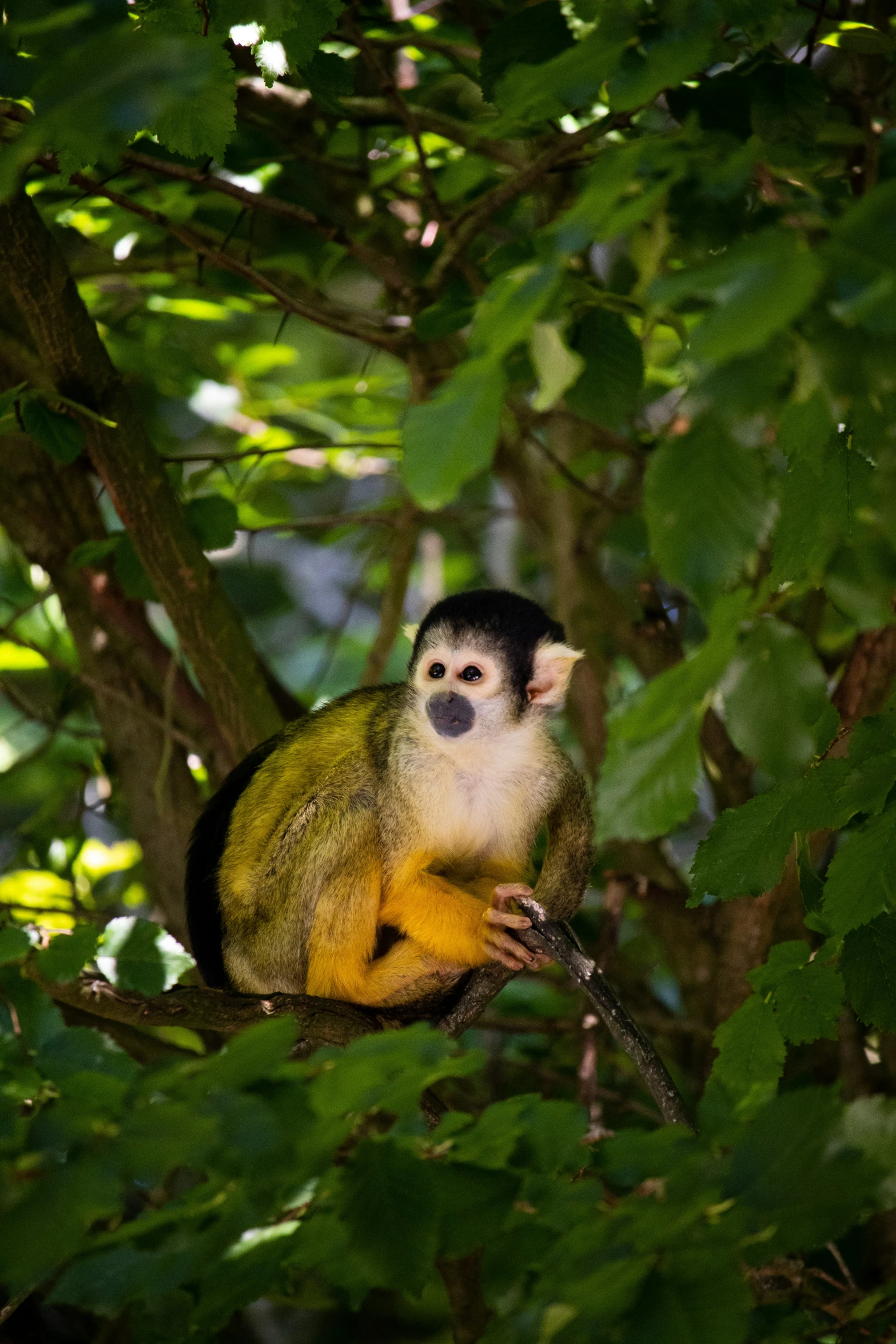 a monkey that is in a tree by itself