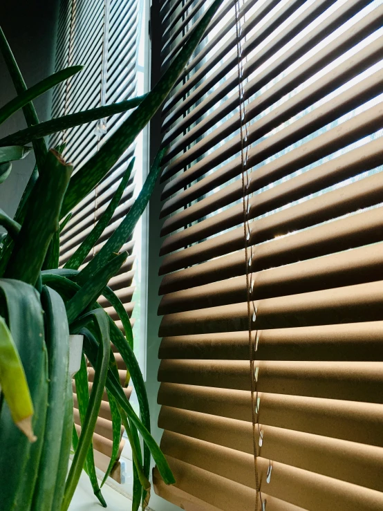 a plant next to a window with closed blinds on it