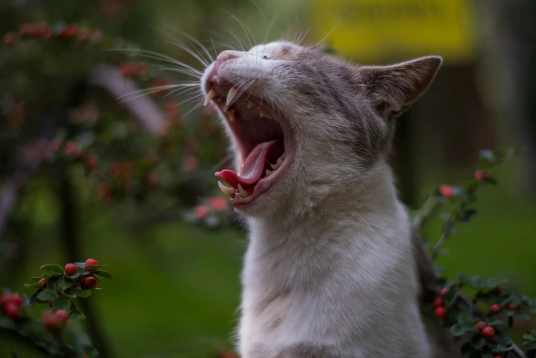 a cat with its mouth open yawning while standing in a shrubbery
