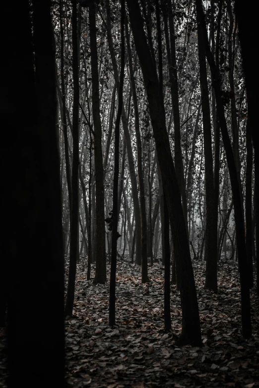 an image of a dark forest in the fall
