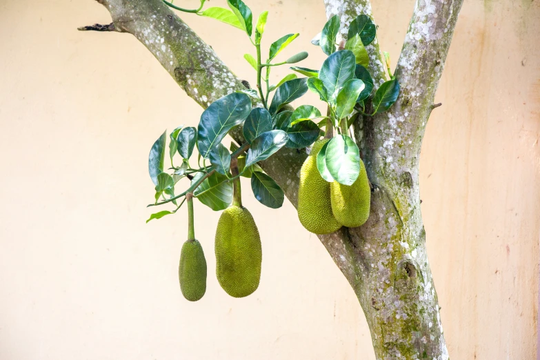 an old tree is decorated with bright green fruits