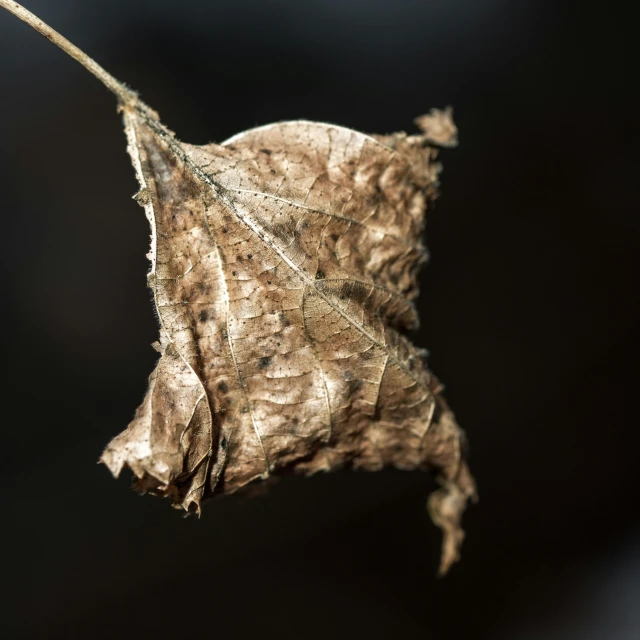 a dead flower bud with brown leaves floating