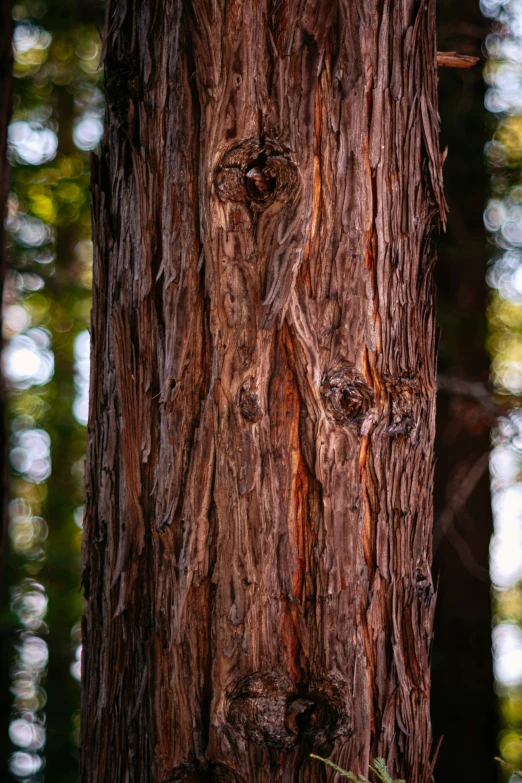 a close up of the bark on a tree