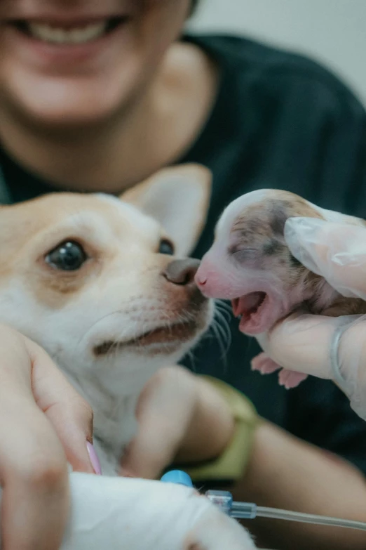 a close up of a person giving the dog soing