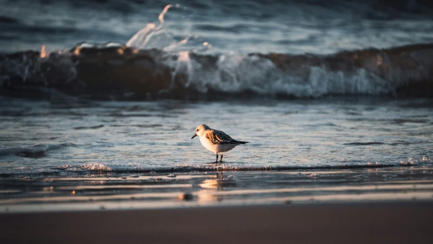 a little bird standing in the water by a beach