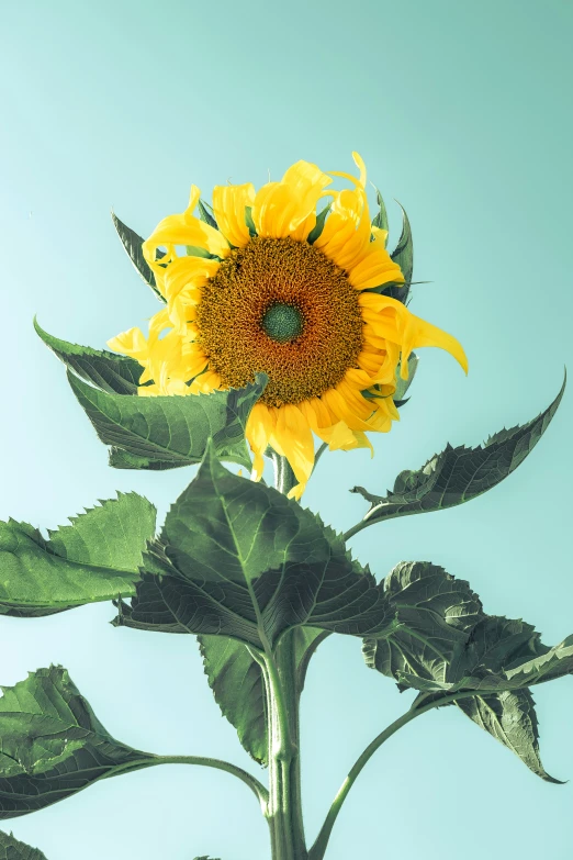 the back of a sunflower with water drops on it