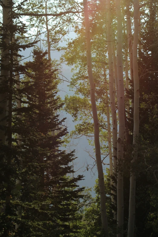 a view of a grassy field next to trees