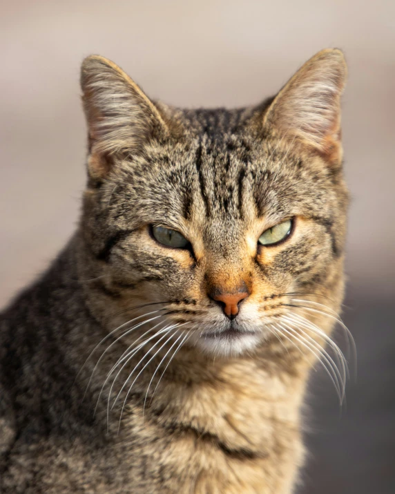 a cat with yellow eyes looking at the camera