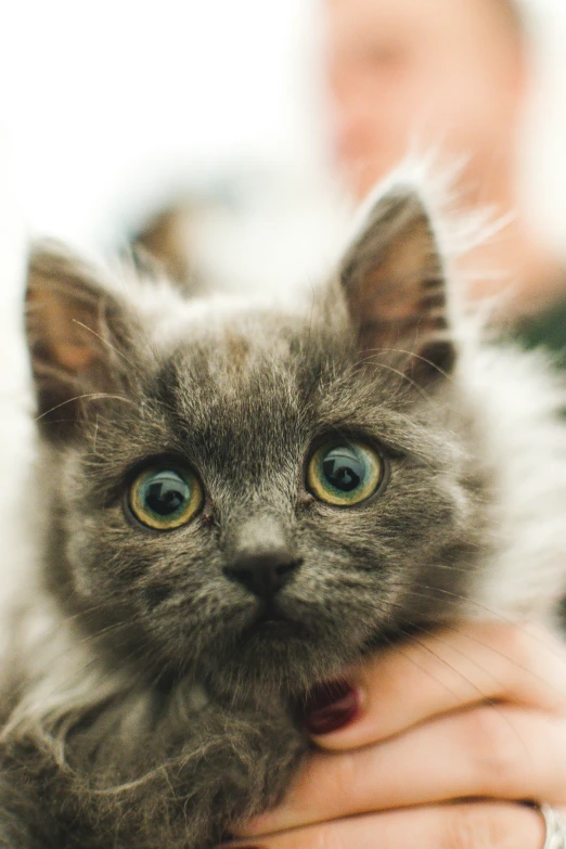 the cat is being held up in a persons hand