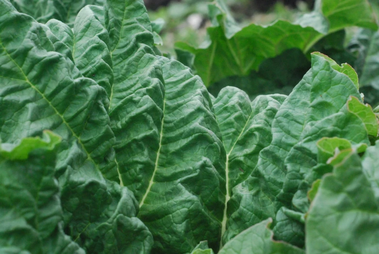 a close up view of some leaves on an unripe plant