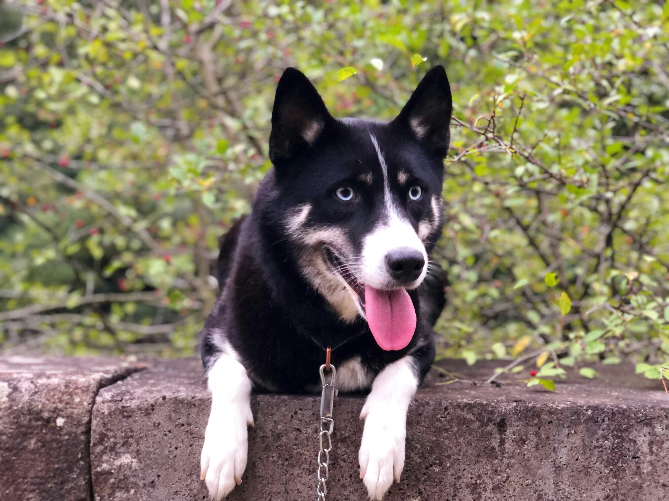 dog with tongue hanging out looking over wall