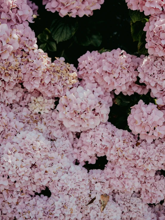 a cluster of blooming pink flowers are shown