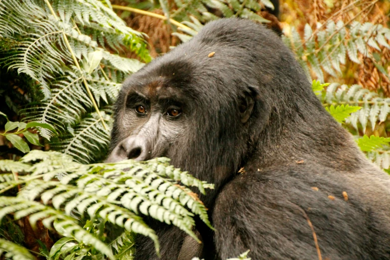 a large black gorilla standing among lush green leaves