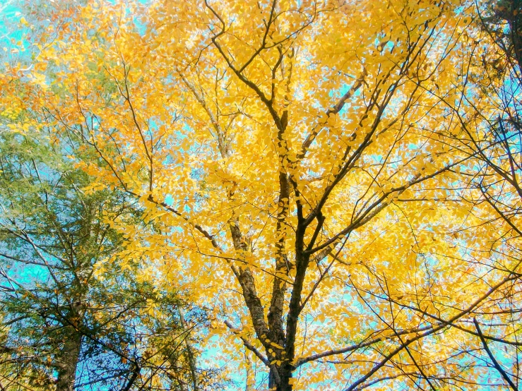 a colorful yellow tree standing on a sunny day