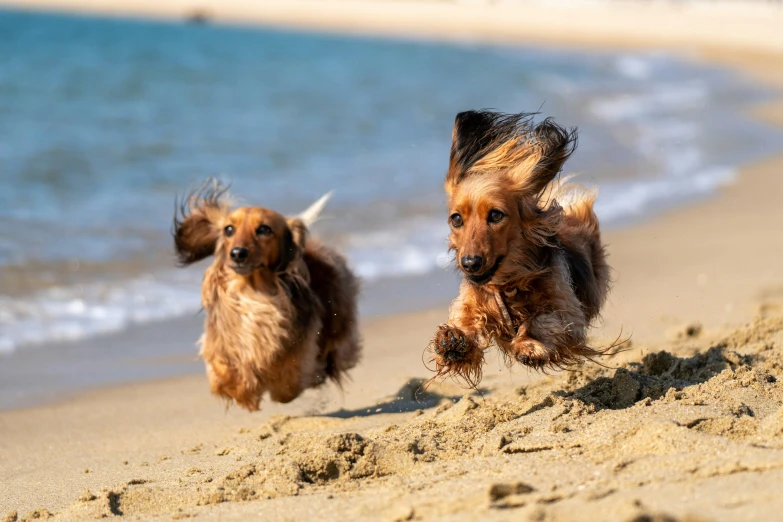 two long haired dogs running on the beach