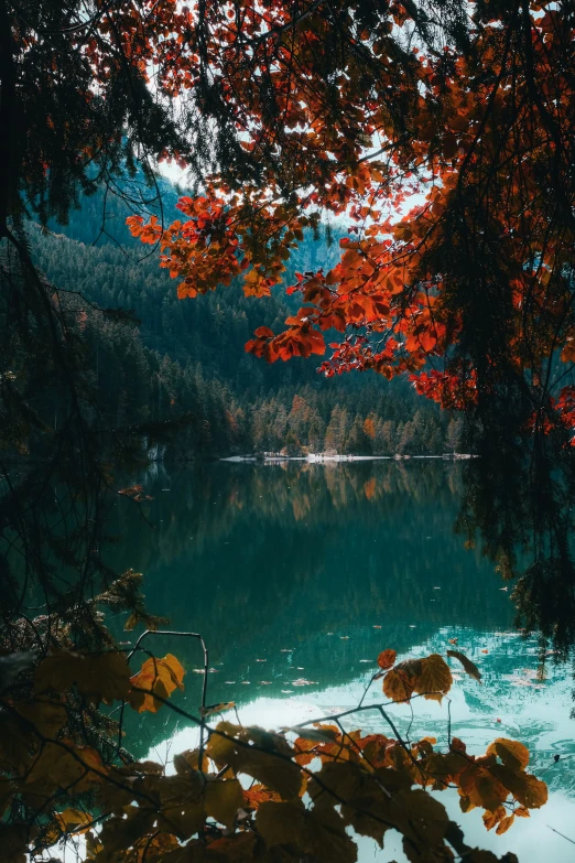 a picture that is of water and trees