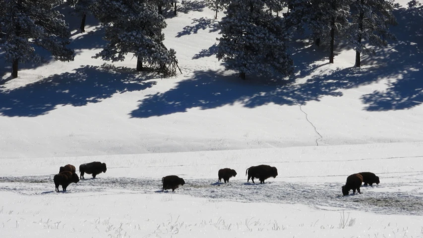 the three animals are all grazing in the snow