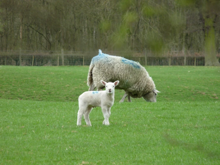 an animal in the pasture eating grass and grazing it