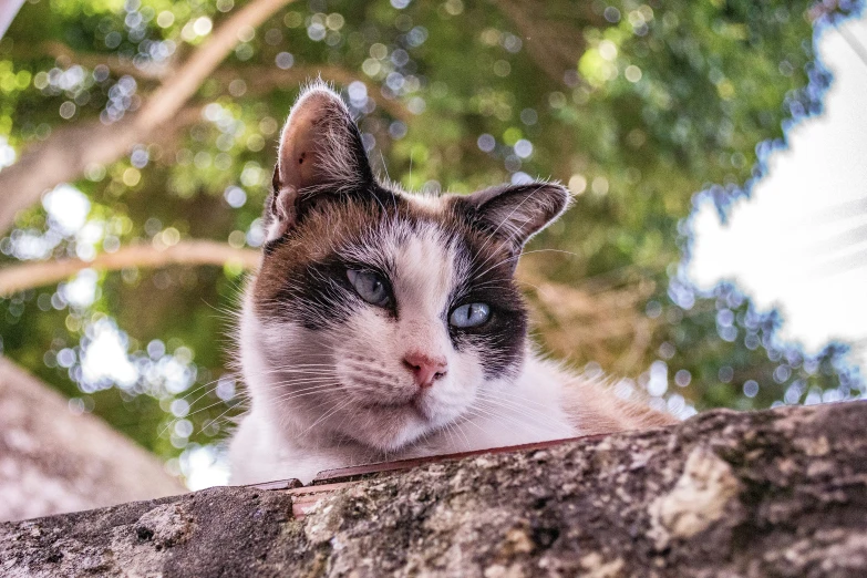 a cat looking down with a tree behind it